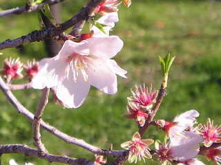 Mandelbaumbl&uuml;te