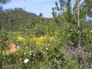Bl&uuml;hende Lanfdschaften im Fr&uuml;hjahr