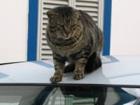  .. miau und tsch&uuml;ss lieber Touri