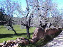 blühende Mandelbäume am Wegesrand