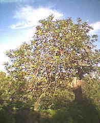 ein uralter Johannisbrotbaum